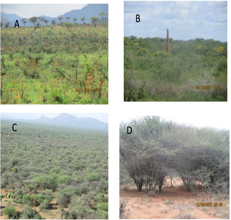 Managing semiarid rangelands for carbon storage Grazing and wood